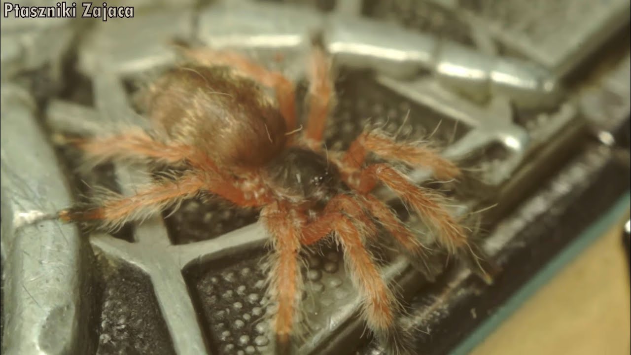 Rozdzielanie młodych T. gigas! ILE ZOSTAŁO?!
