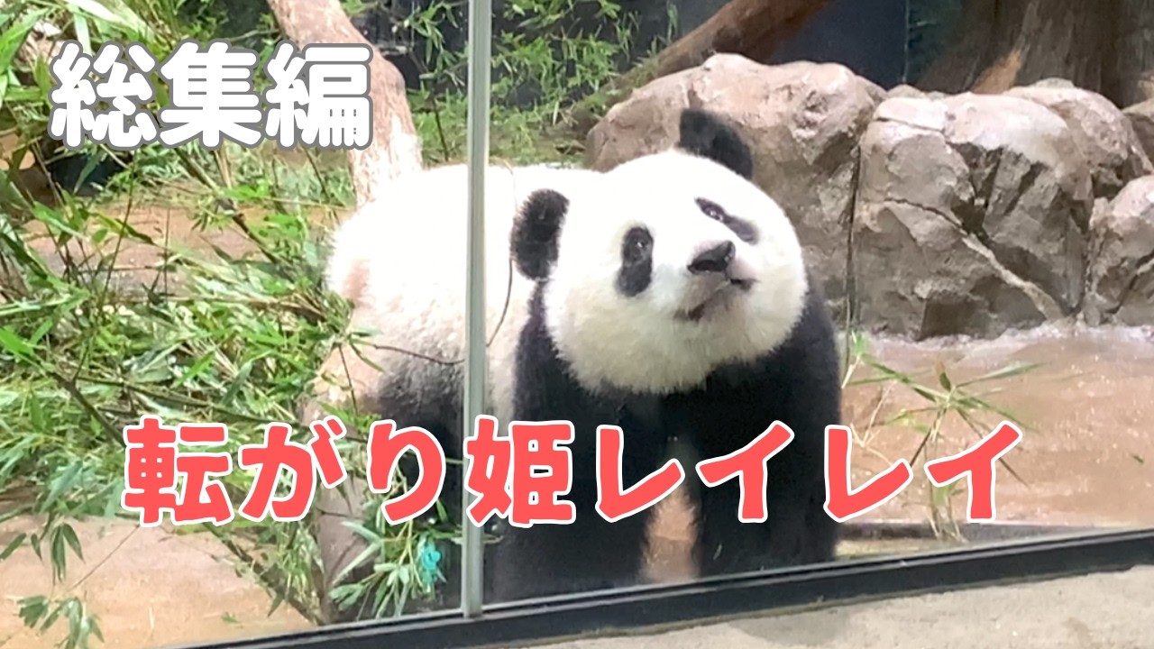 【総集編】上野パンダ レイレイ“転がり姫”の思い出