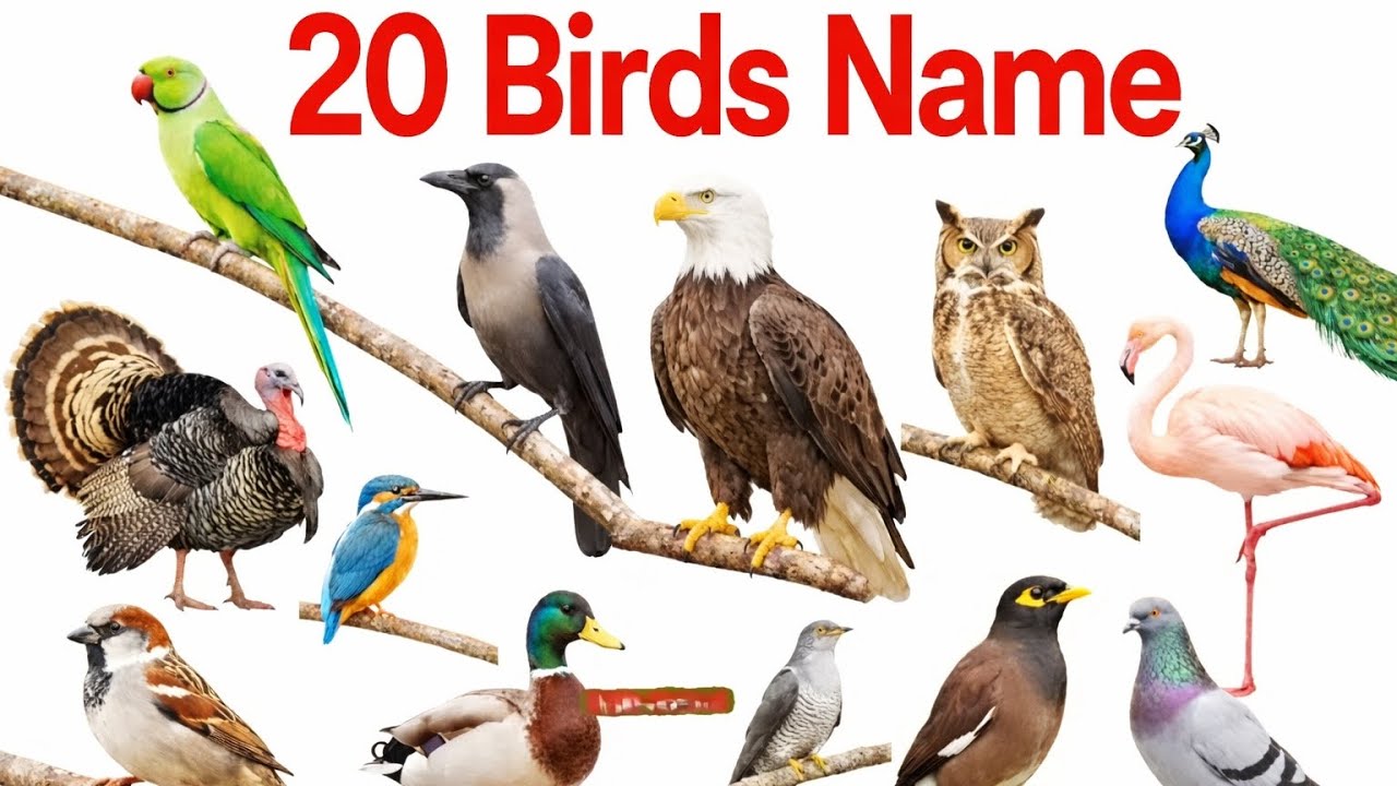 20 Birds Name with Pictures | Learn Birds Name for Kids & पंछियों के नाम 🦚🦃