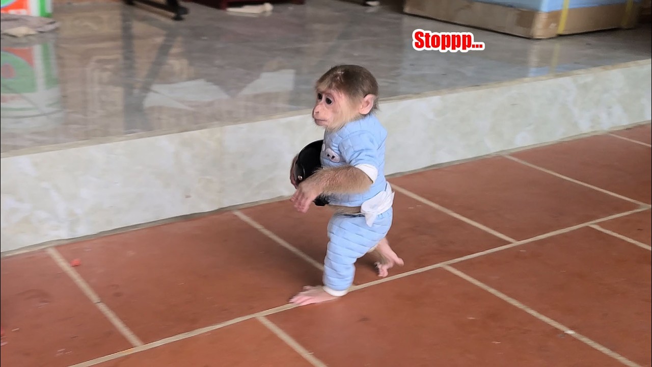 Baby Monkey David held his helmet and ran as fast as he could after Mom to go to the market