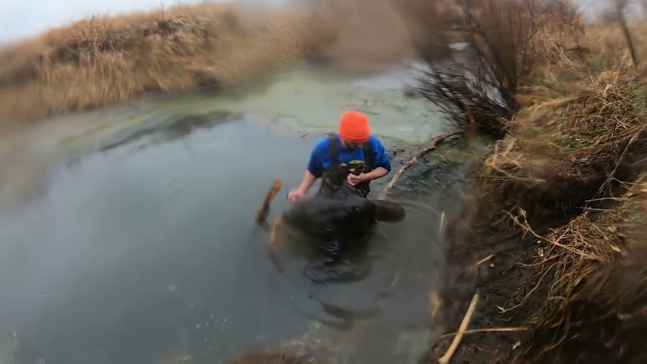 Creek beaver trapping mission 