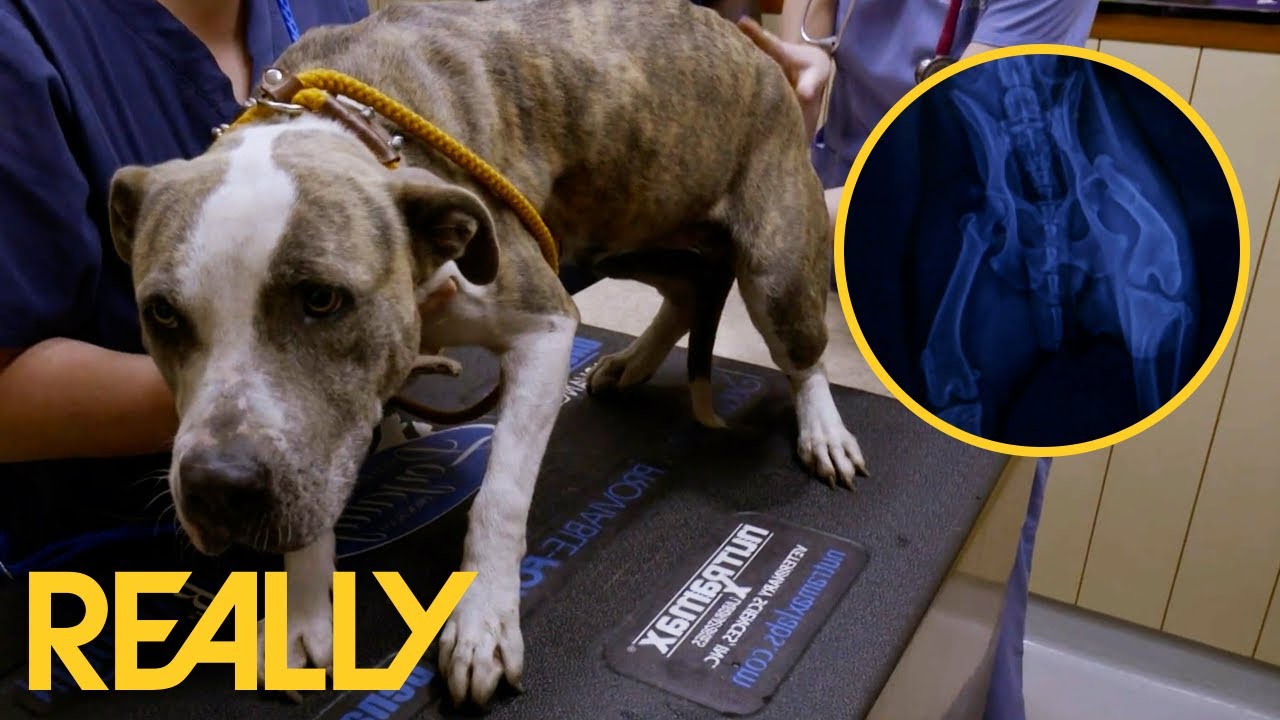 Dog Abandoned In A Construction Site Makes Remarkable Recovery | Pit Bulls & Parolees