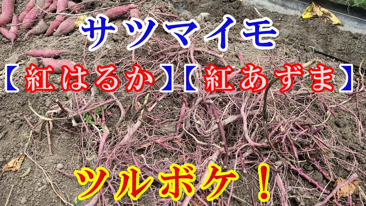 サツマイモ【紅はるか】【紅あずま】ツルボケ！