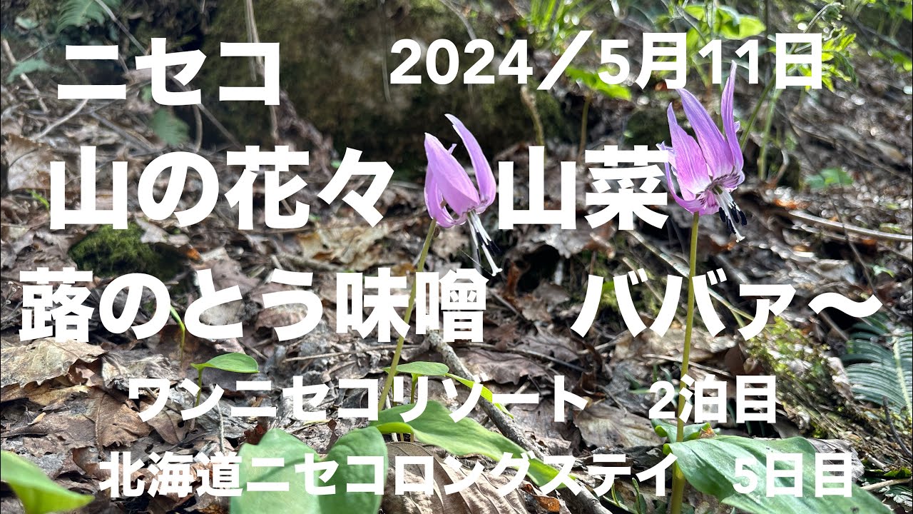 北海道ニセコロングステイ中　ワンニセリゾートタワーズ　のんびりのつもりが1日中バタバタ！　ホテルシャトルバスで買い物　山菜採り　温泉入り　夜なべ仕事は、蕗のとう味噌作り　素敵な滞在満喫しています⭐️