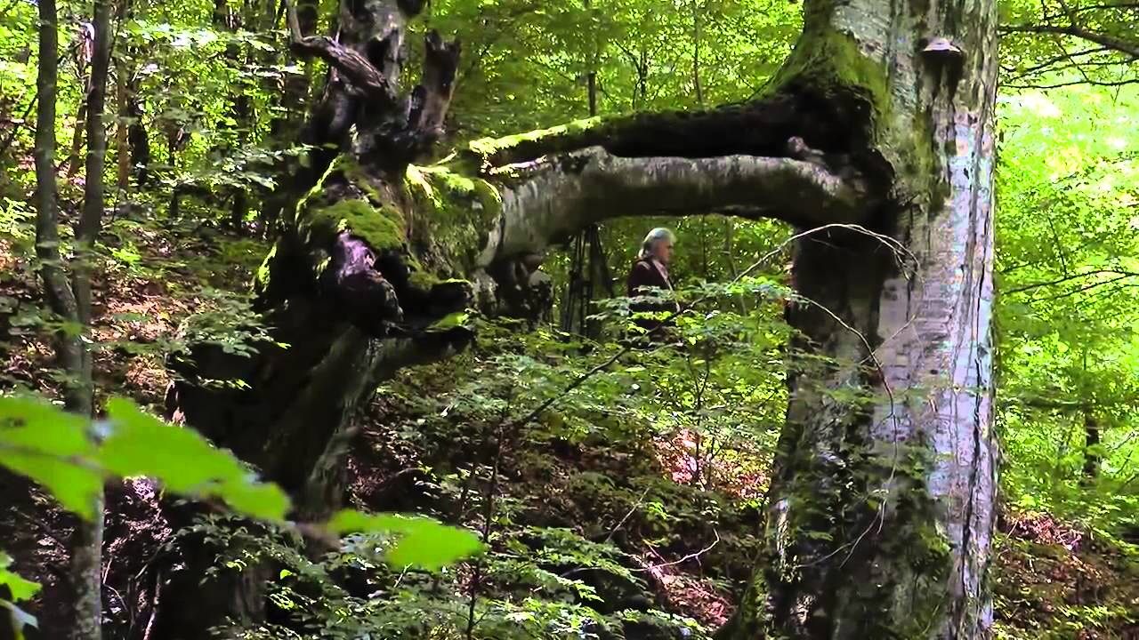 Manastir Rača