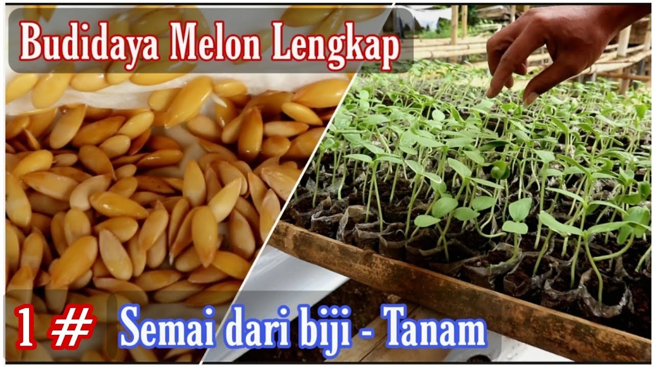 Cara menanam melon dari biji tutorial menyemai benih di polybag