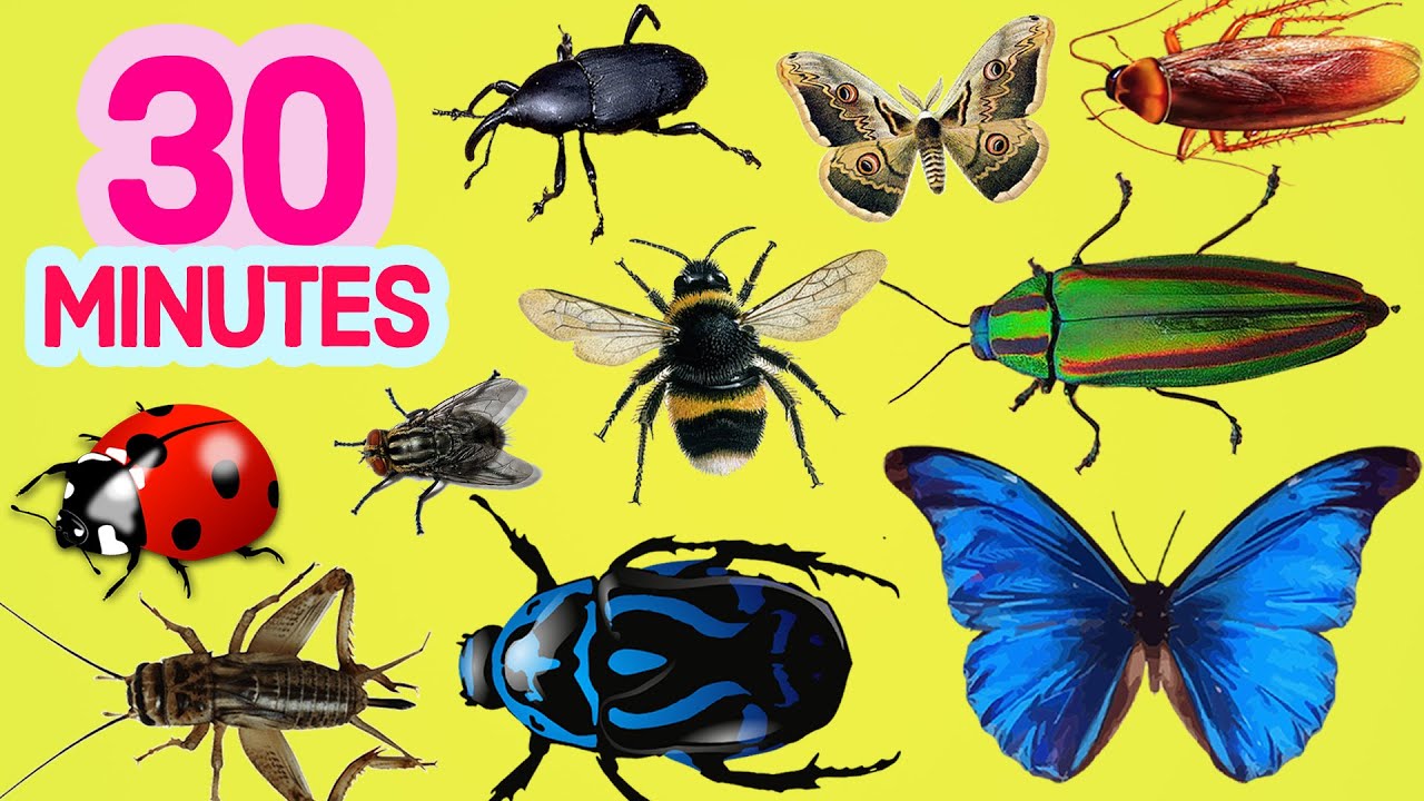 30 MINUTES Learn INSECT NAMES in English for BEGINNERS