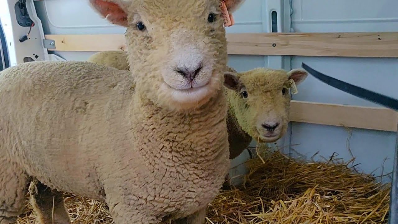 The Kansas Babydoll Sheep Adventure | Oklahoma Ranch Life