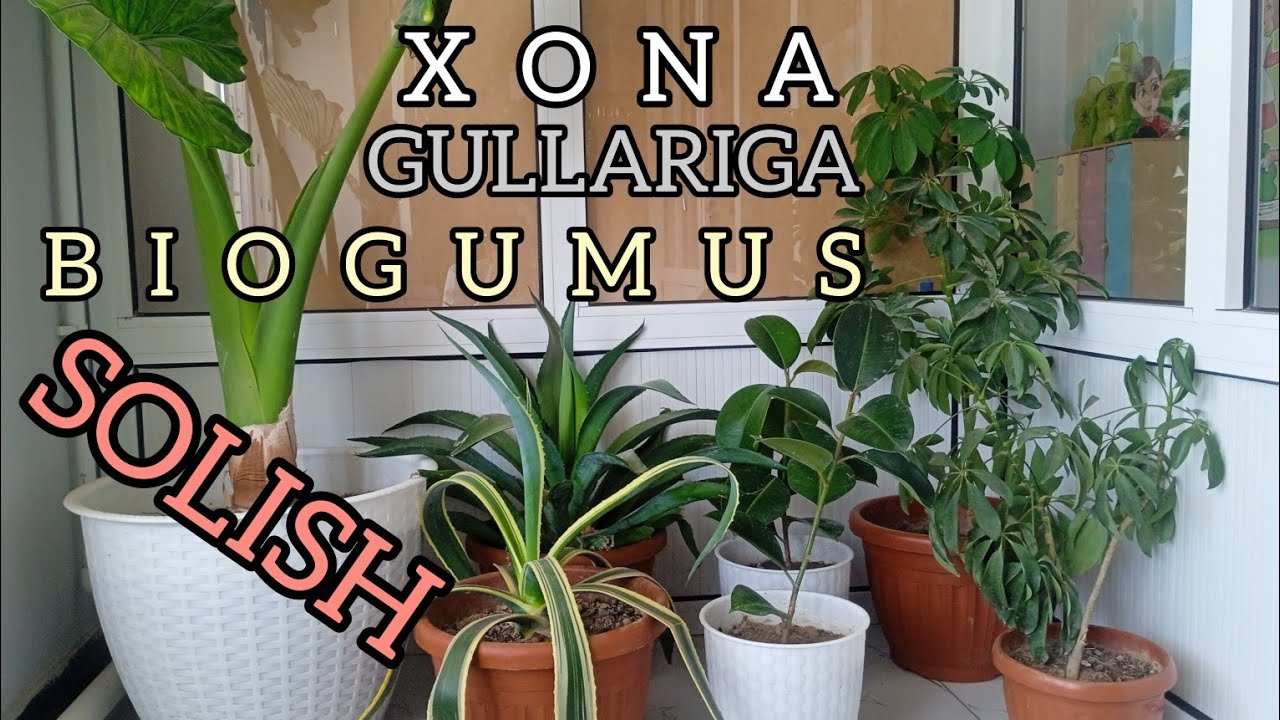 XONA GULLARIGA BIOGUMUS SOLISH | ХОНА ГУЛЛАРИГА БИОГУМУС СОЛИШ TAJRIBA YANGILIK ORGANIKA KOʻRING👍👇