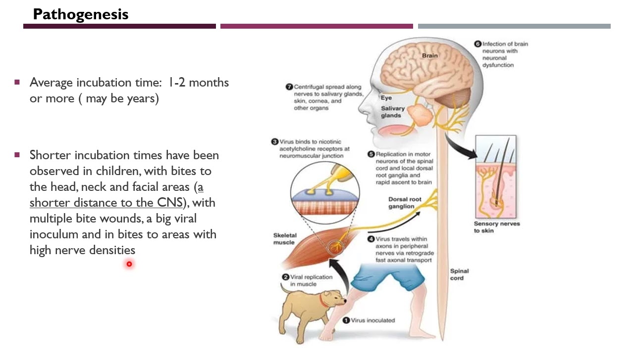 Zoonotic viruses + HIV and prions
