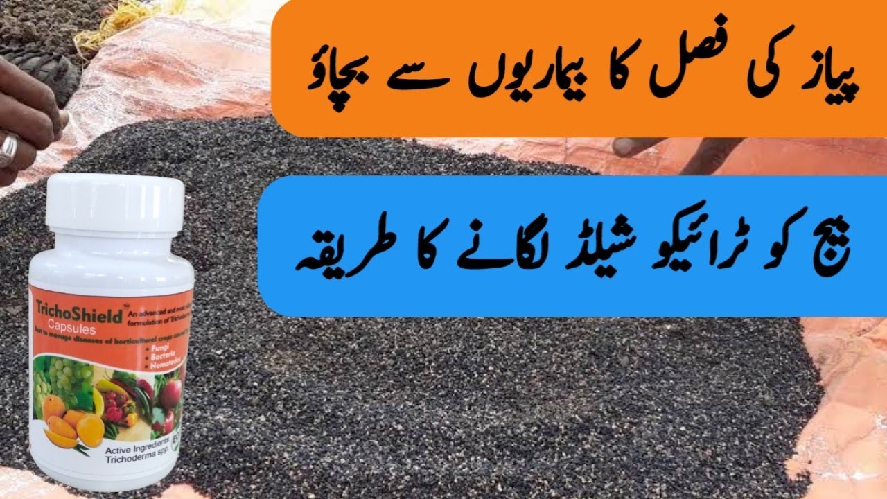 Onion Seed Treatment with TrichoShield (Trichoderma) | Effective Disease Control in onion |