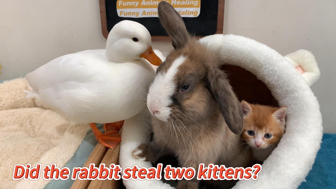 So funny! The duck suspects the rabbit stole two kittens! He calls his friends to rescue the kittens