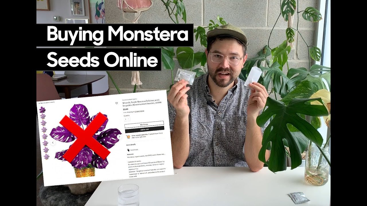 Watch this before buying Monstera deliciosa seeds online • Avoid getting scammed!