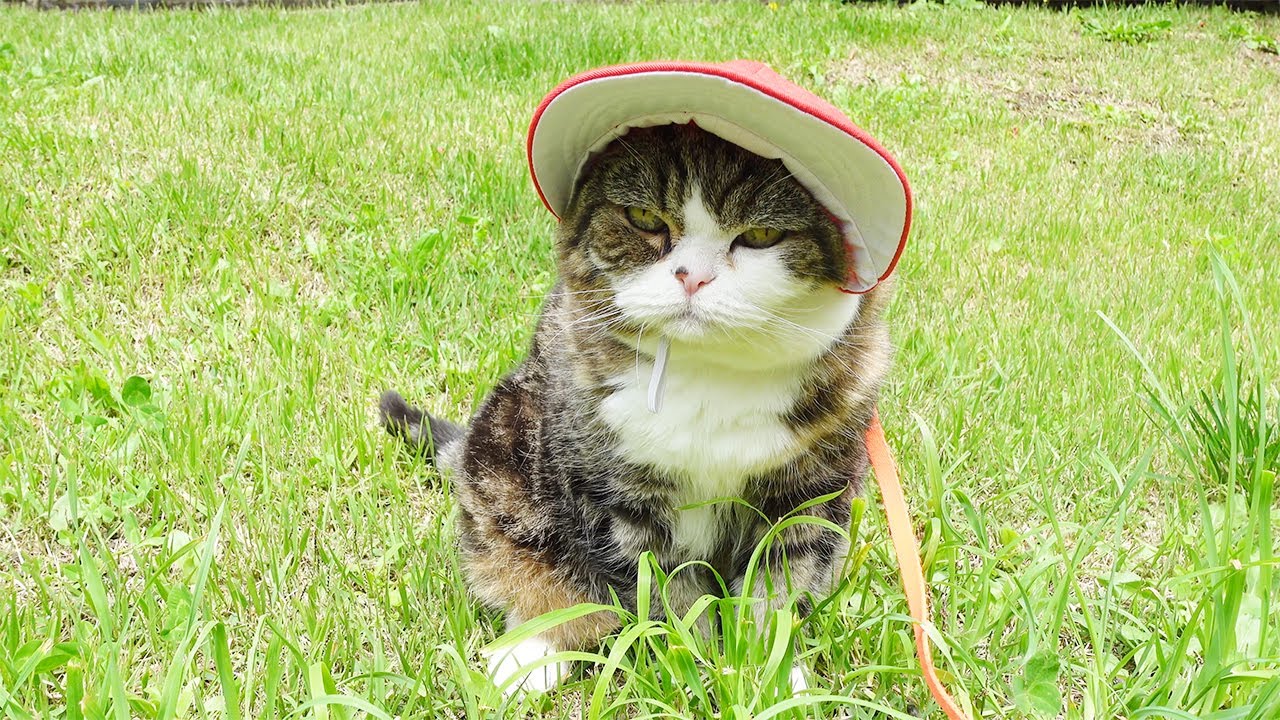やっぱり赤白帽子が似合い過ぎなねこ。-After all, the red hat suits Maru too well.-