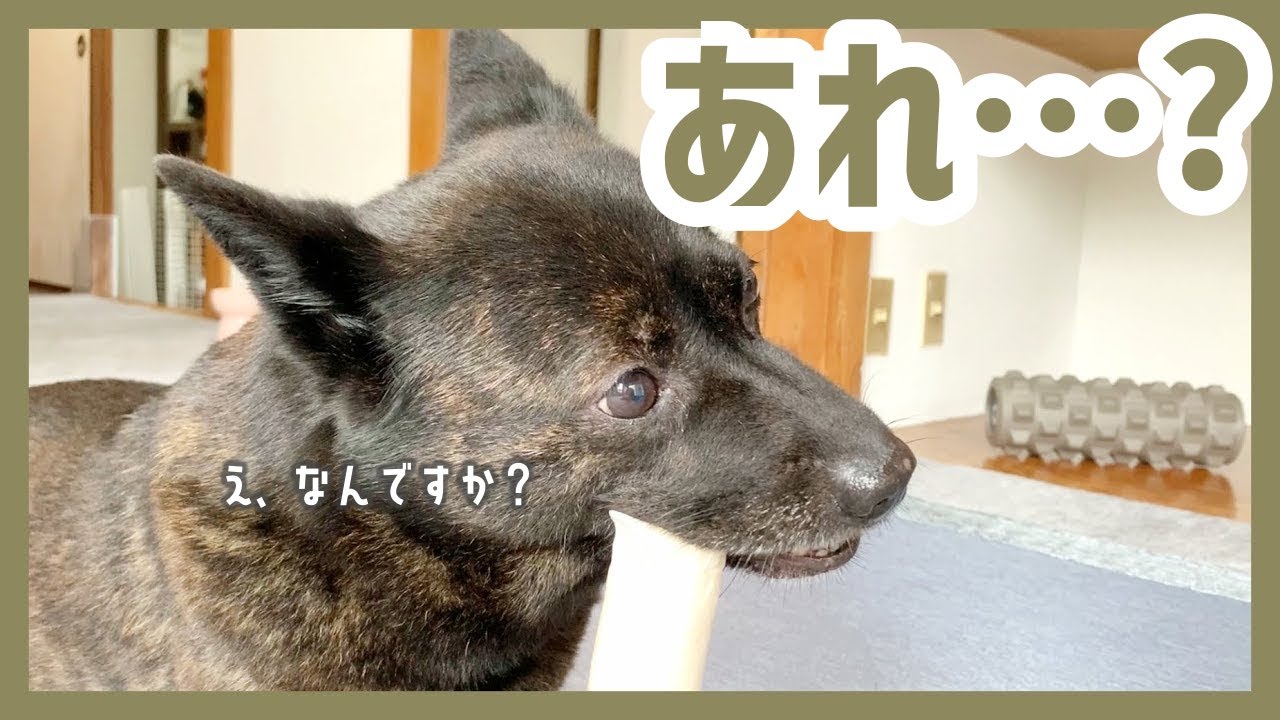 【甲斐犬】10歳のカナコ、少し太ったかと思ったんですけど…