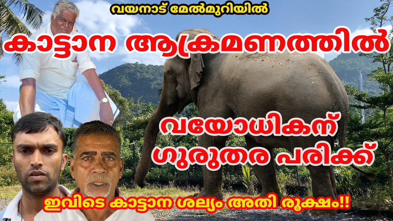 മേൽമുറിയിൽ കാട്ടാന ആക്രമണത്തിൽ വയോധികന് ഗുരുതര പരിക്ക് , കാട്ടാന ശല്യം രൂക്ഷം #elephant #wayanad