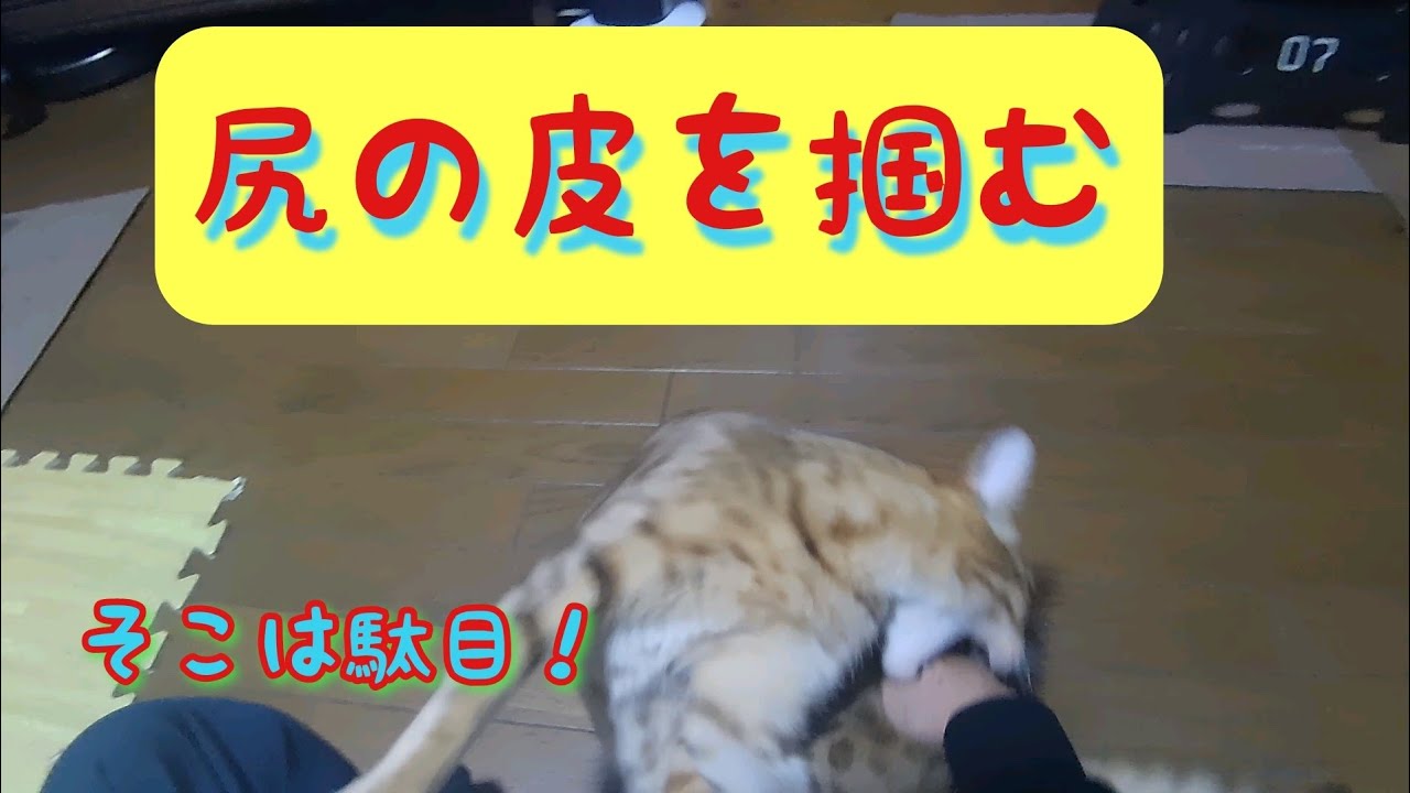 噛みつき猫の尻の皮掴み