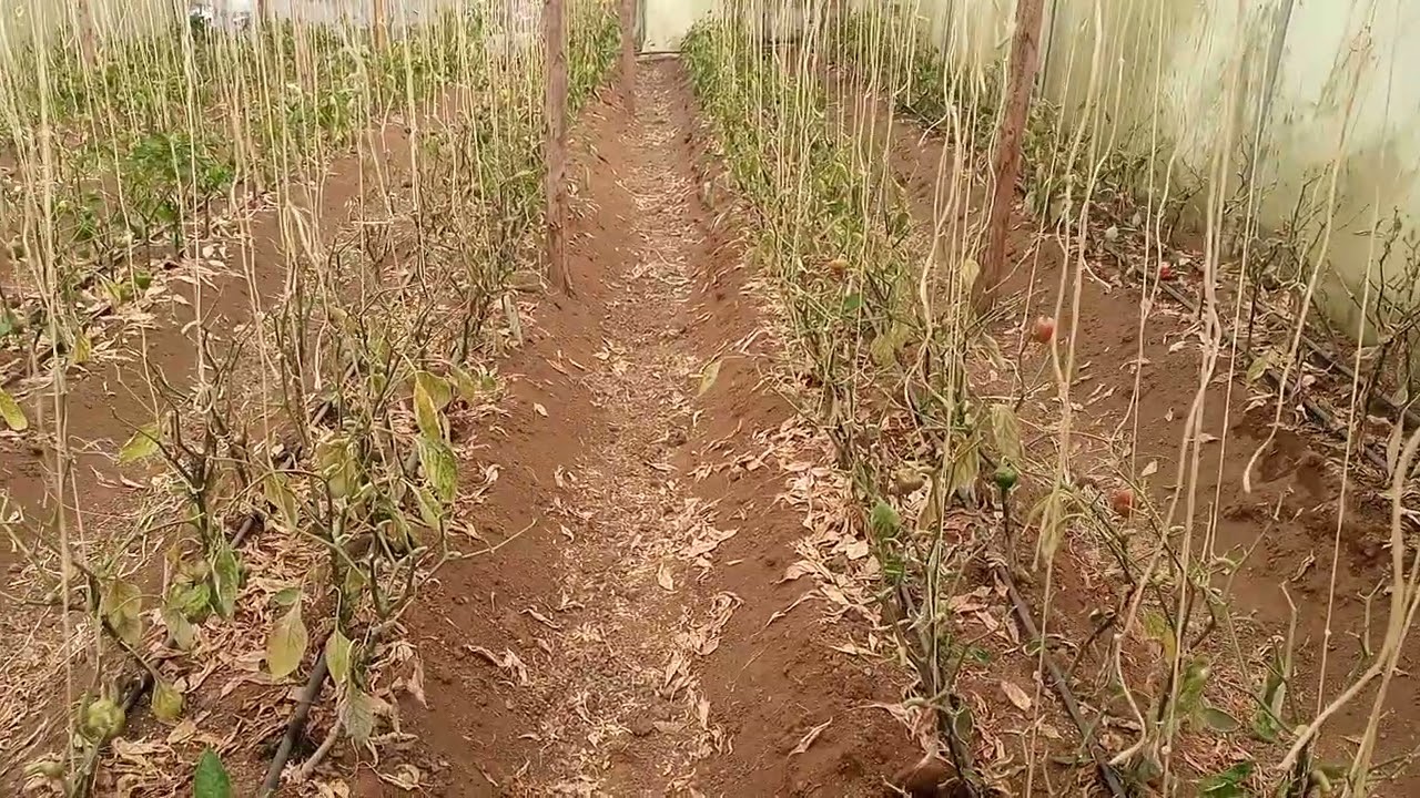Effects of broadmites and mildews in a capsicum greenhouse