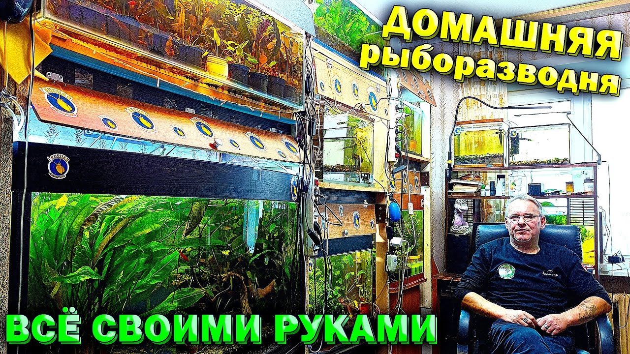 Рыборазводня аквариумных рыбок своими руками Дмитрия Малькова