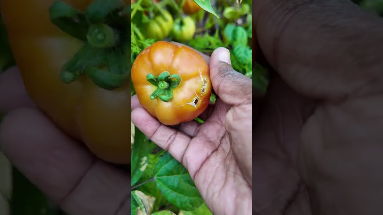 Tomato harvest for my garden 2026 January