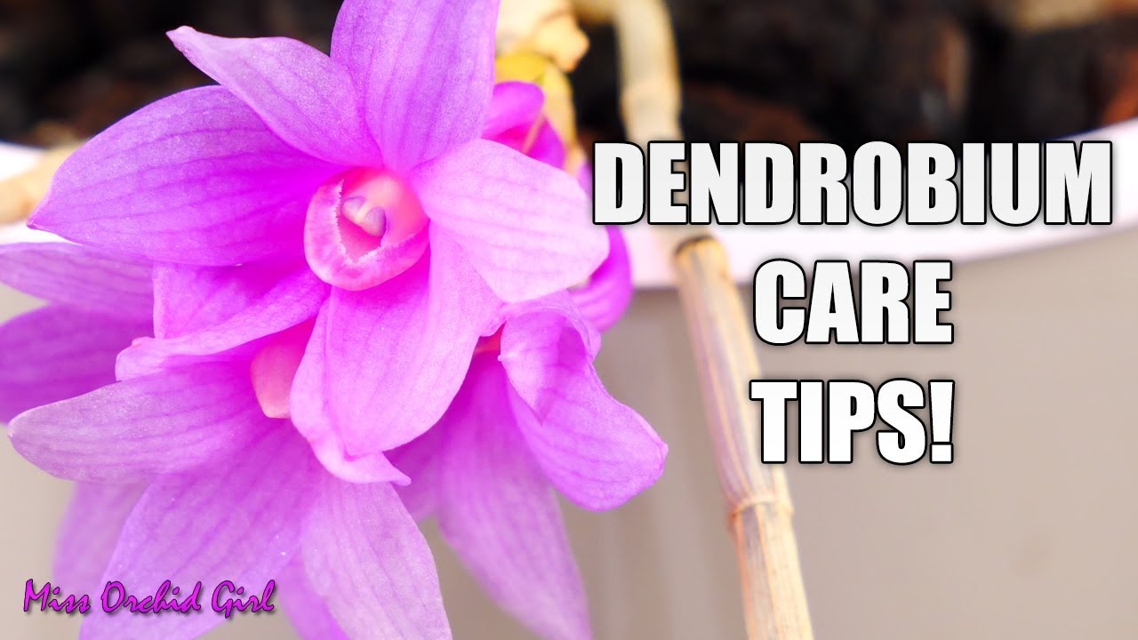 Dendrobium glomeratum x lawesii Orchid - Growth habit and care tips