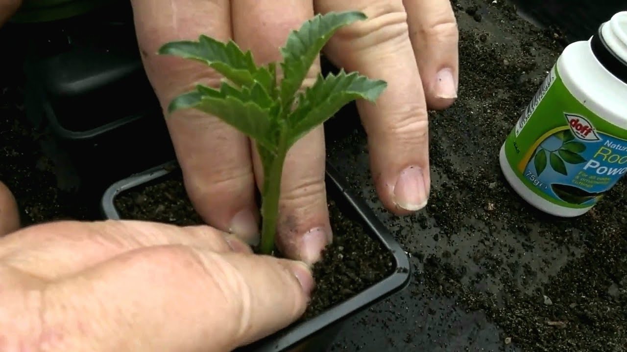 Dahlia cuttings taken from tubers, Simple easy method