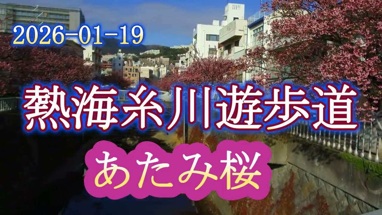 2026-01-19 熱海糸川遊歩道/あたみ桜
