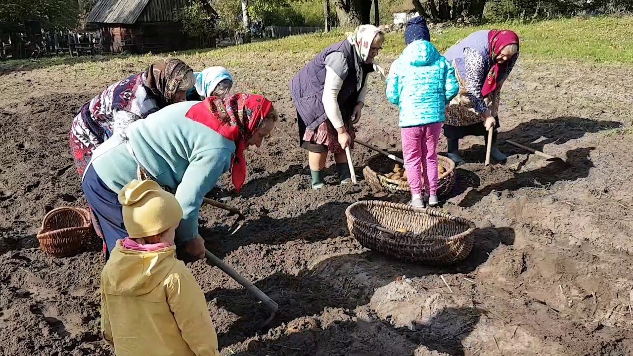 Wykopki motyką - Festiwal Ziemniaka - Muzeum Wsi Radomskiej 2019