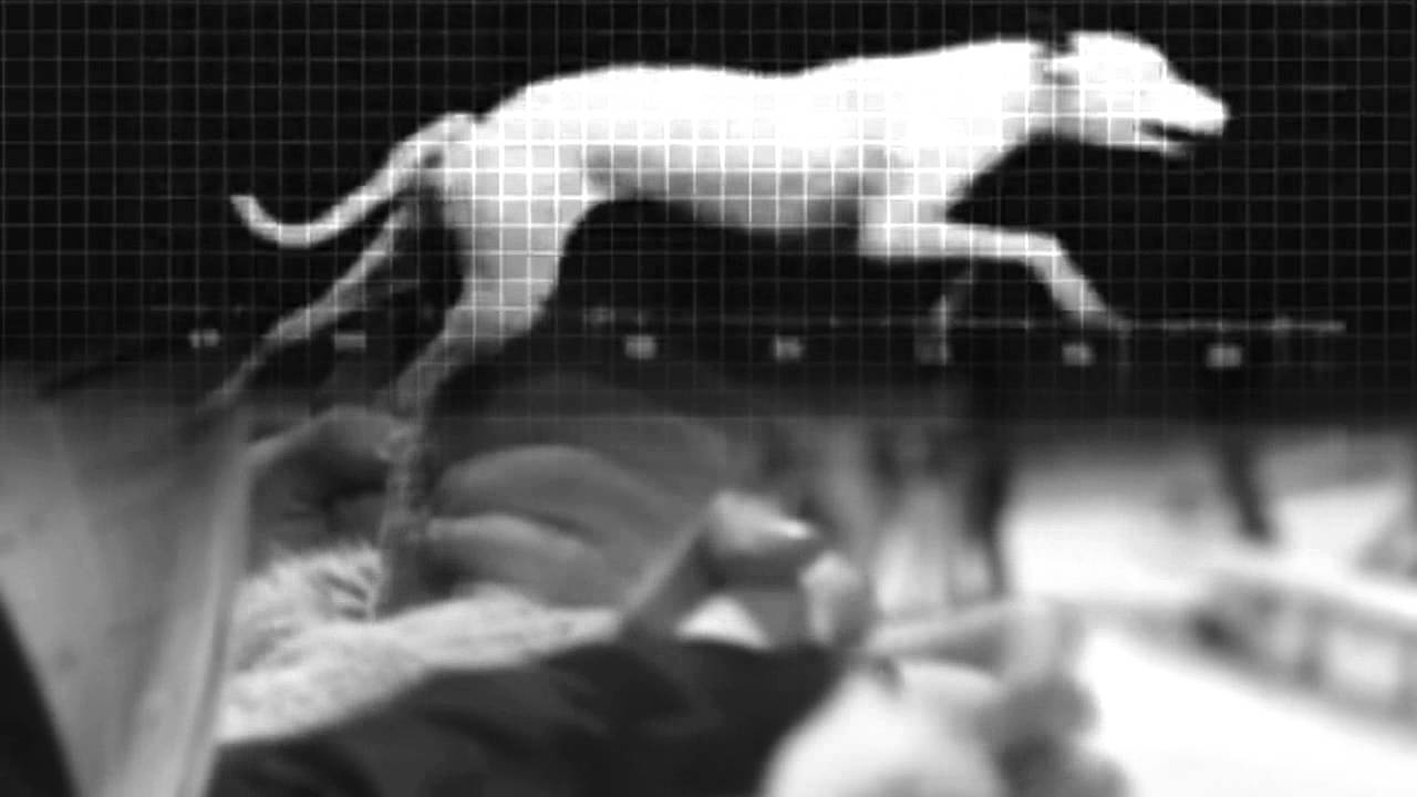 Claro Intelecto - Gone To The Dogs