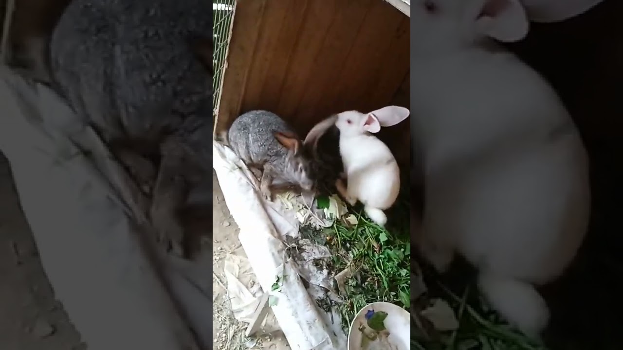 Animalele mele  preferate 😻😻😘😘🥰😍😽