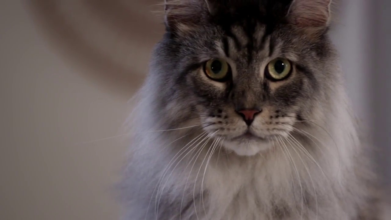 Catspiracy: The PetSafe&reg; ScoopFree&reg; Poop Harvesting Machine