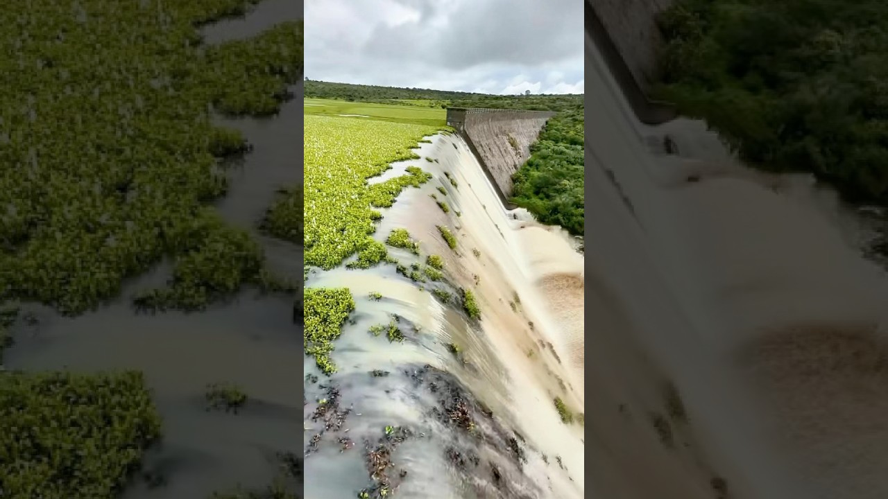 Clearing water hyacinths from the spillway #ScienceFacts #Satisfying #WaterHyacinth #didyouknow#fyp