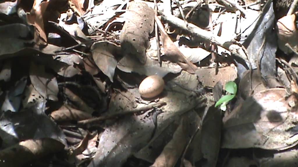 Bird Nest&Egg: Pauraque- Nyctidromus albicollis