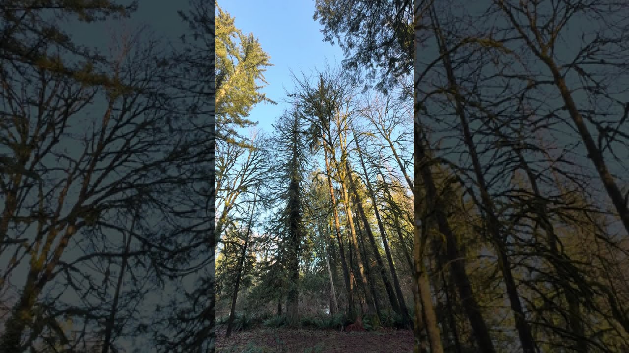 Spinning Forest View -Maple Ridge, British Columbia, Canada 🇨🇦#britishcolumbia #zen #canada #trees 