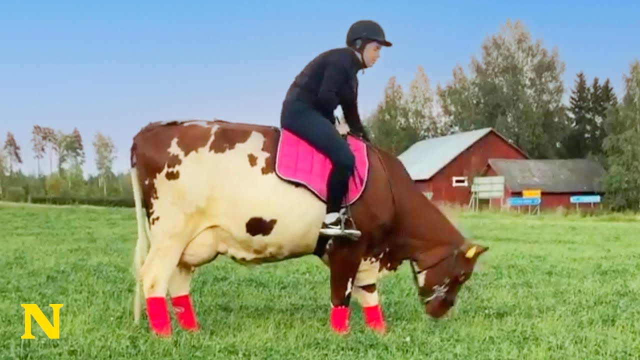 Meet Jonna - The woman who rides a COW instead of a horse!