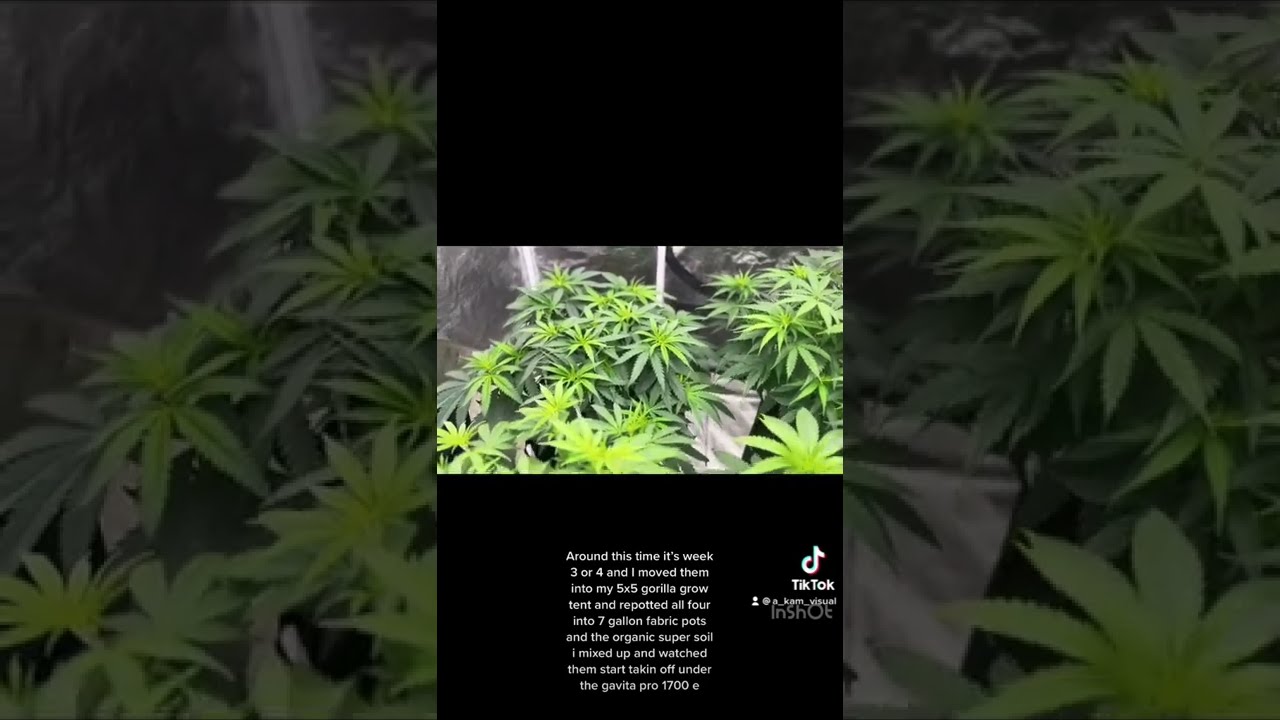 Cannabis seed to harvest with organic super soil mix