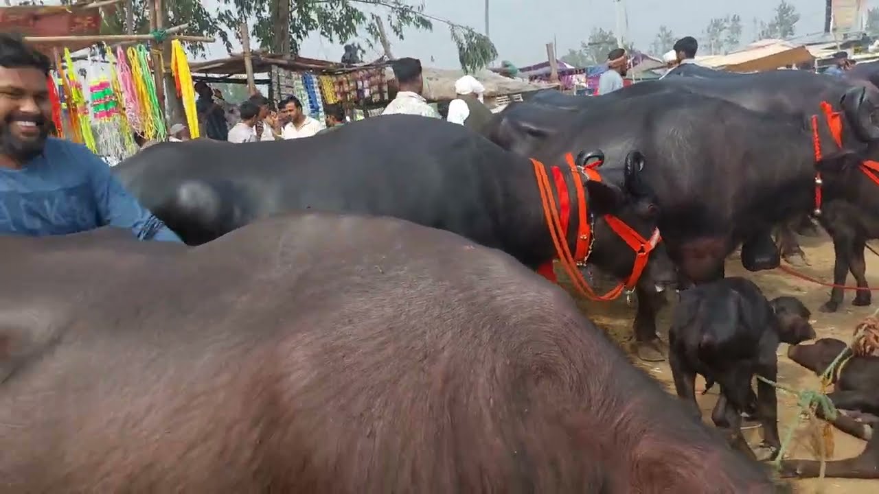 Parsi Pashu Mandi | Sale Murra Buffalo | Haryana bhens | Murrah Bhes | Pashu Bajar | Meerut Mandi 