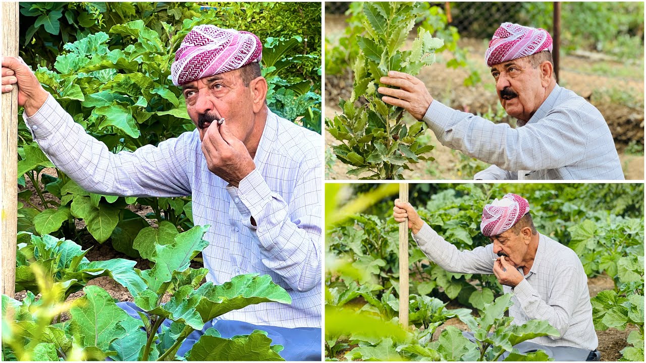 ELÎ EHMED ( Se’dî  Axa) عەلی ئەحمەد   سەعدی ئاغا