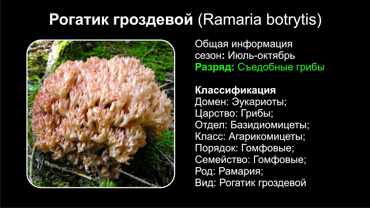 Рогатик гроздевой (Ramaria botrytis)