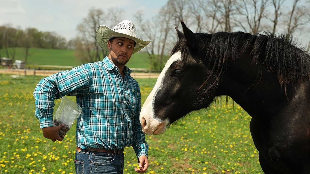 Should You Give Your Horse Treats?