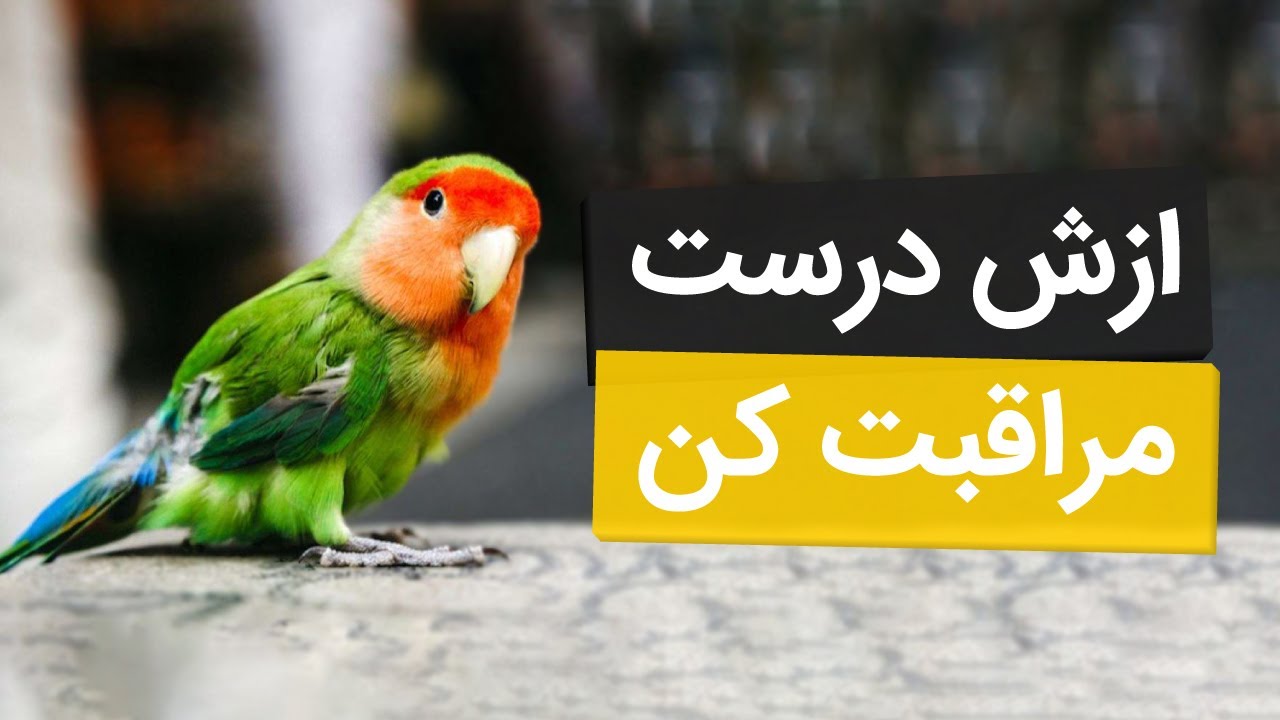 نکات مهم مراقبت از طوطی برزیلی (کوتوله)