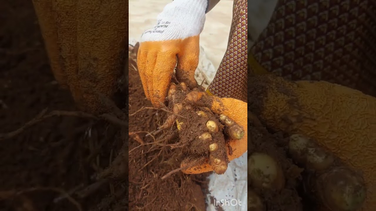 Turmeric organic farming 