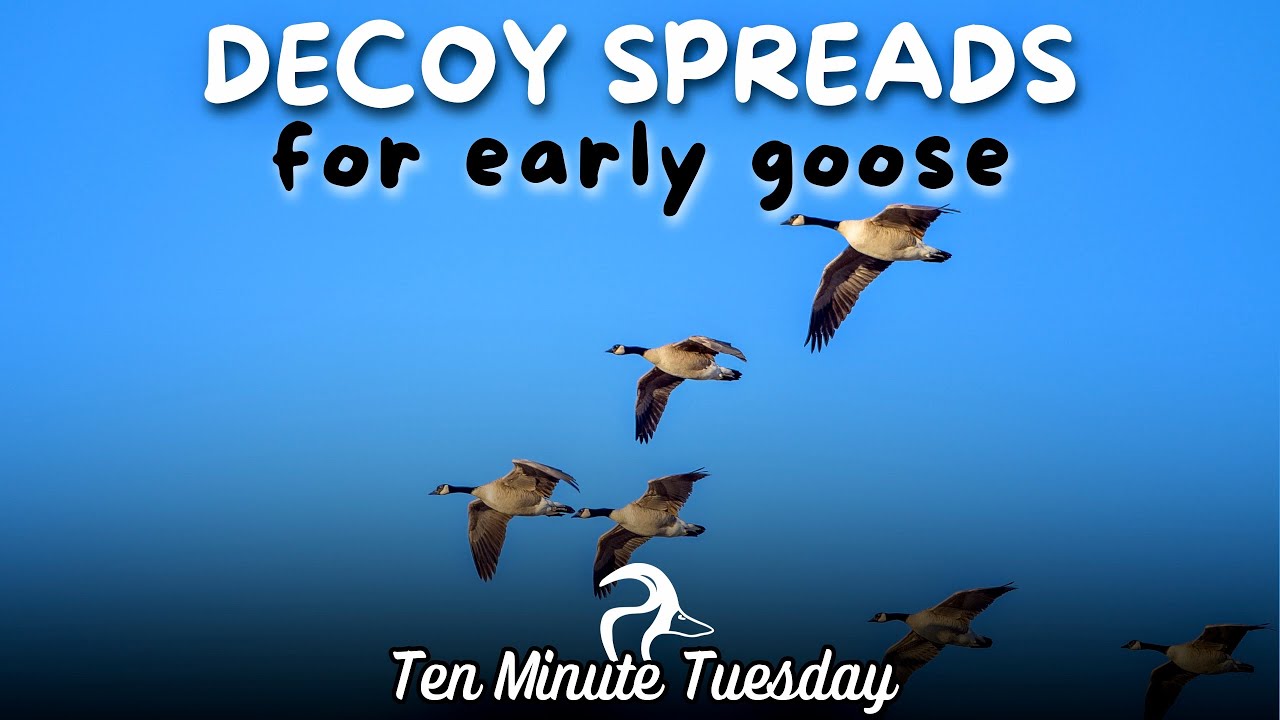 Decoy Spreads for Early Goose