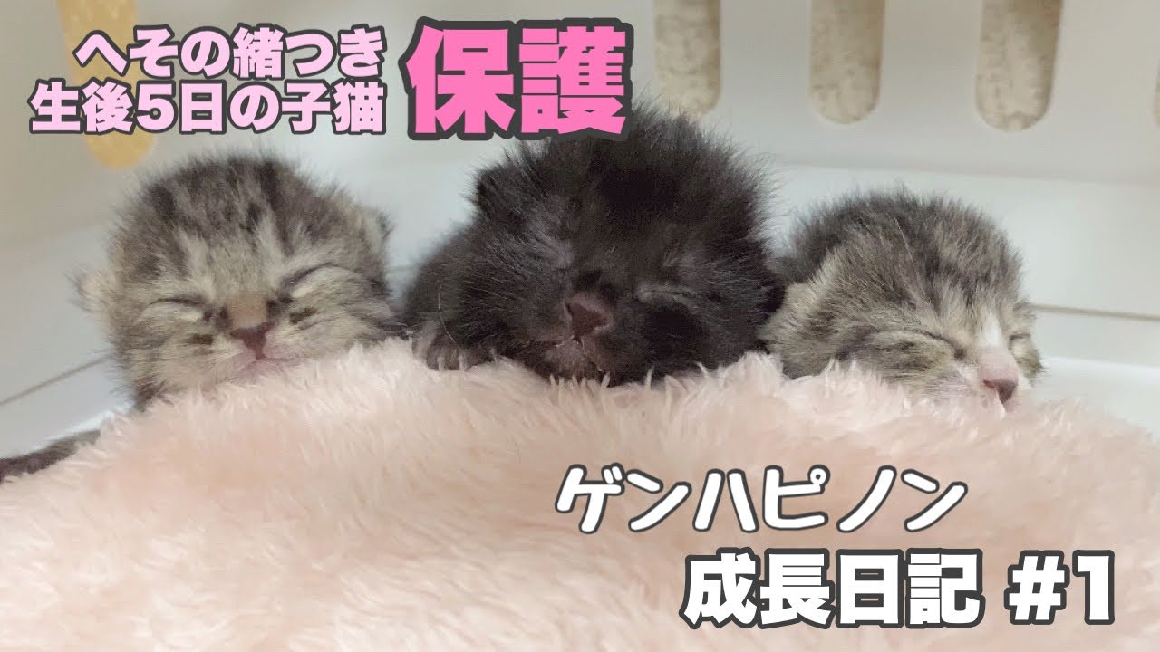 へその緒つき生後5日の子猫3匹を保護　【ゲンハピノン成長日記#1】Protecting a 5-day-old kitten