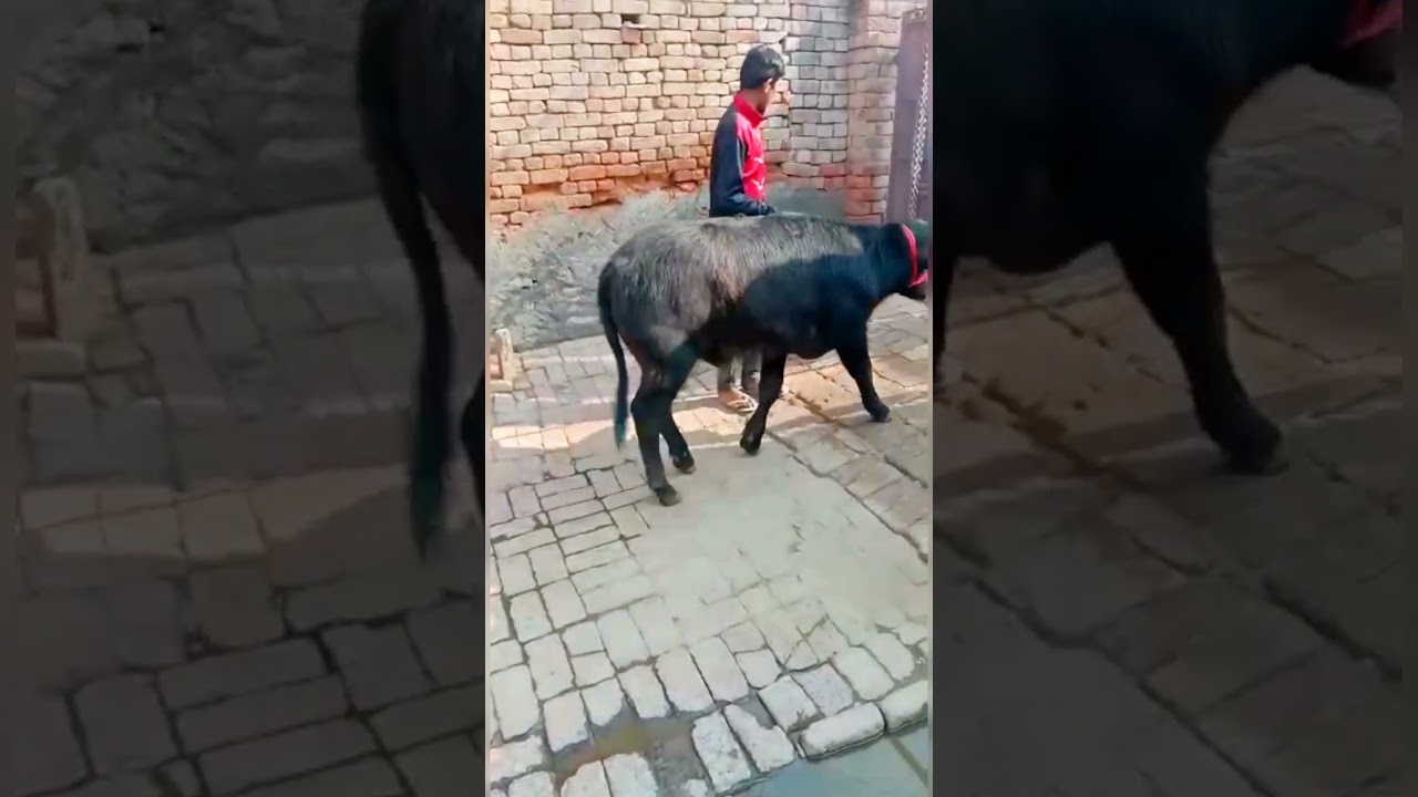 👌Top Quality Murrah Calf #murrahcalf #murrah