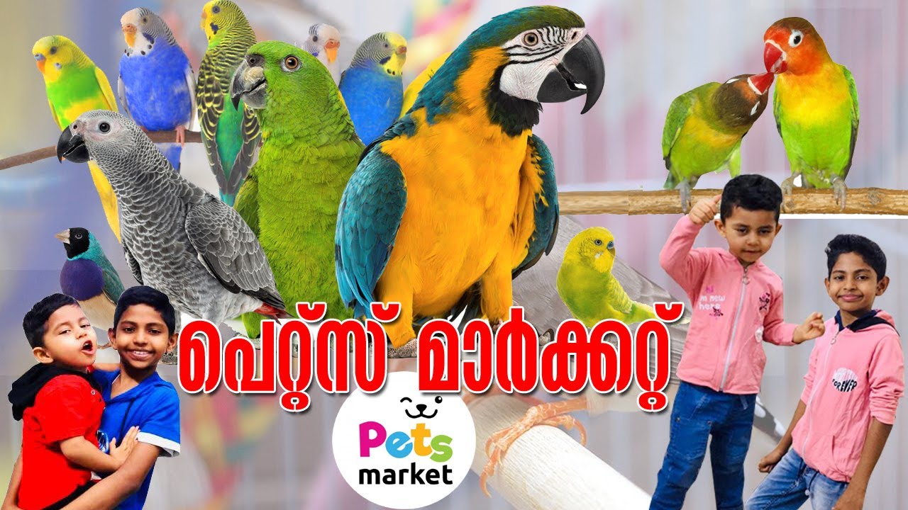 Pets market sharjah | Birds and animal market | Sharjah , UAE | H1 TRIPS
