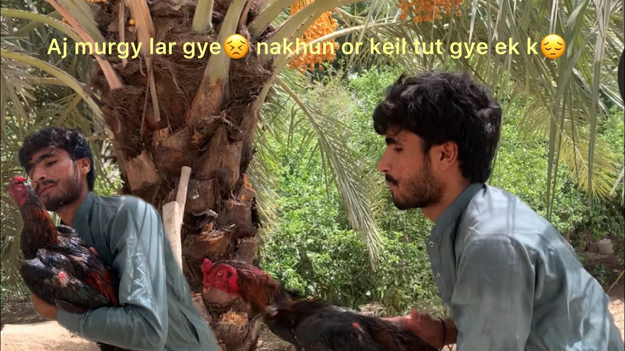 Aj murgy lar gye aps mn ek k nakun or keil tut gye😩