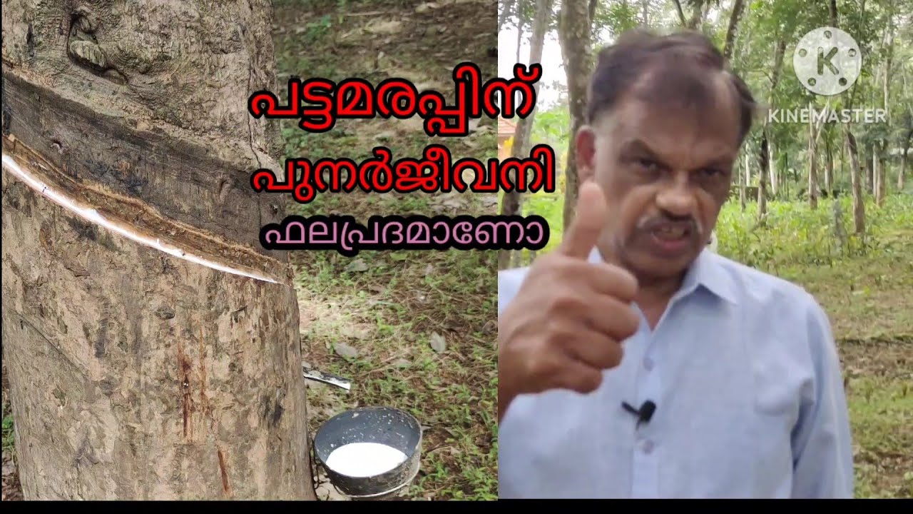 part (49)പട്ട മരപ്പിനുള്ള മരുന്നിനെ പറ്റി 72 ദിവസത്തിനു ശേഷം
