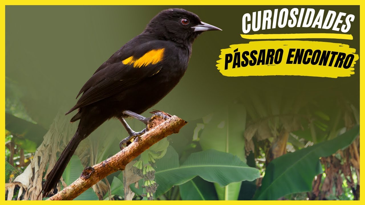Curiosidades Sobre o 