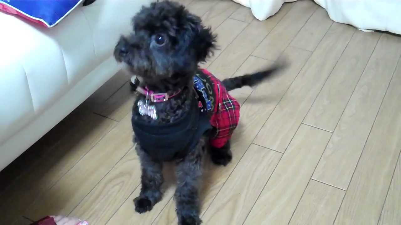 Toy Poodle Dog Tricks